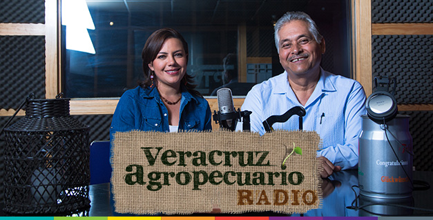 Sistema producto ovino de Veracruz