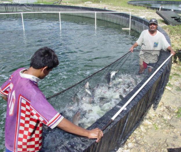 Cultivo de mojarra tilapia. Veracruz Agropecuario