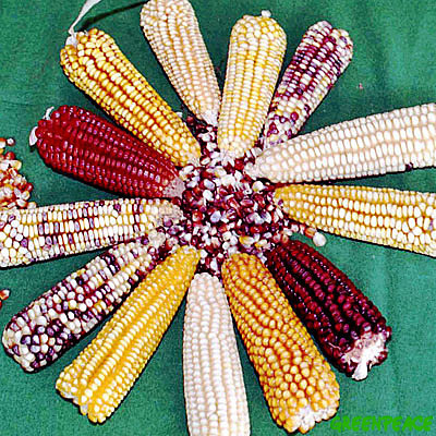 Características y tipos de maíz. Veracruz Agropecuario Radio