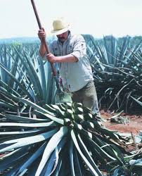 El agave y sus propiedades