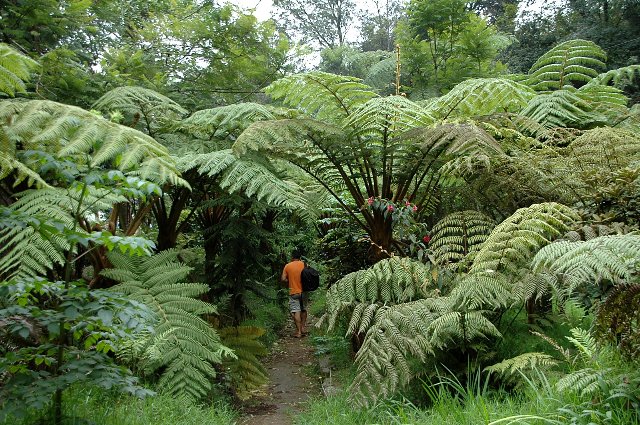 Helechos arbóreos: los más primitivos del bosque