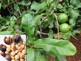 Producción de macadamia. Veracruz Agropecuario