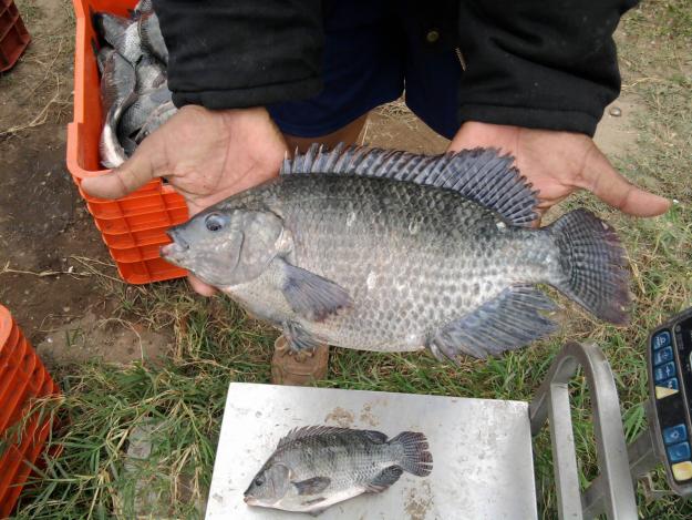 Comericialización de mojarra tilapia en Veracruz.