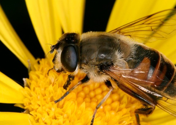 Abejas y el cambio climático