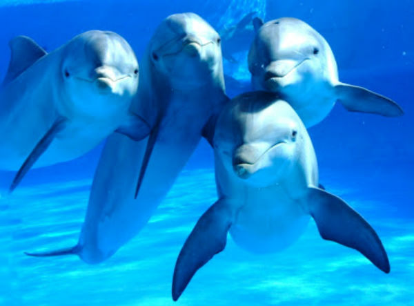 Comunicación entre delfines