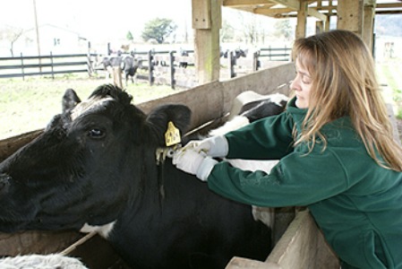 Medicina preventiva en ganado bovino