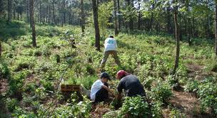 Convocatoria: Plantaciones forestales comerciales.