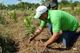 Reforestación