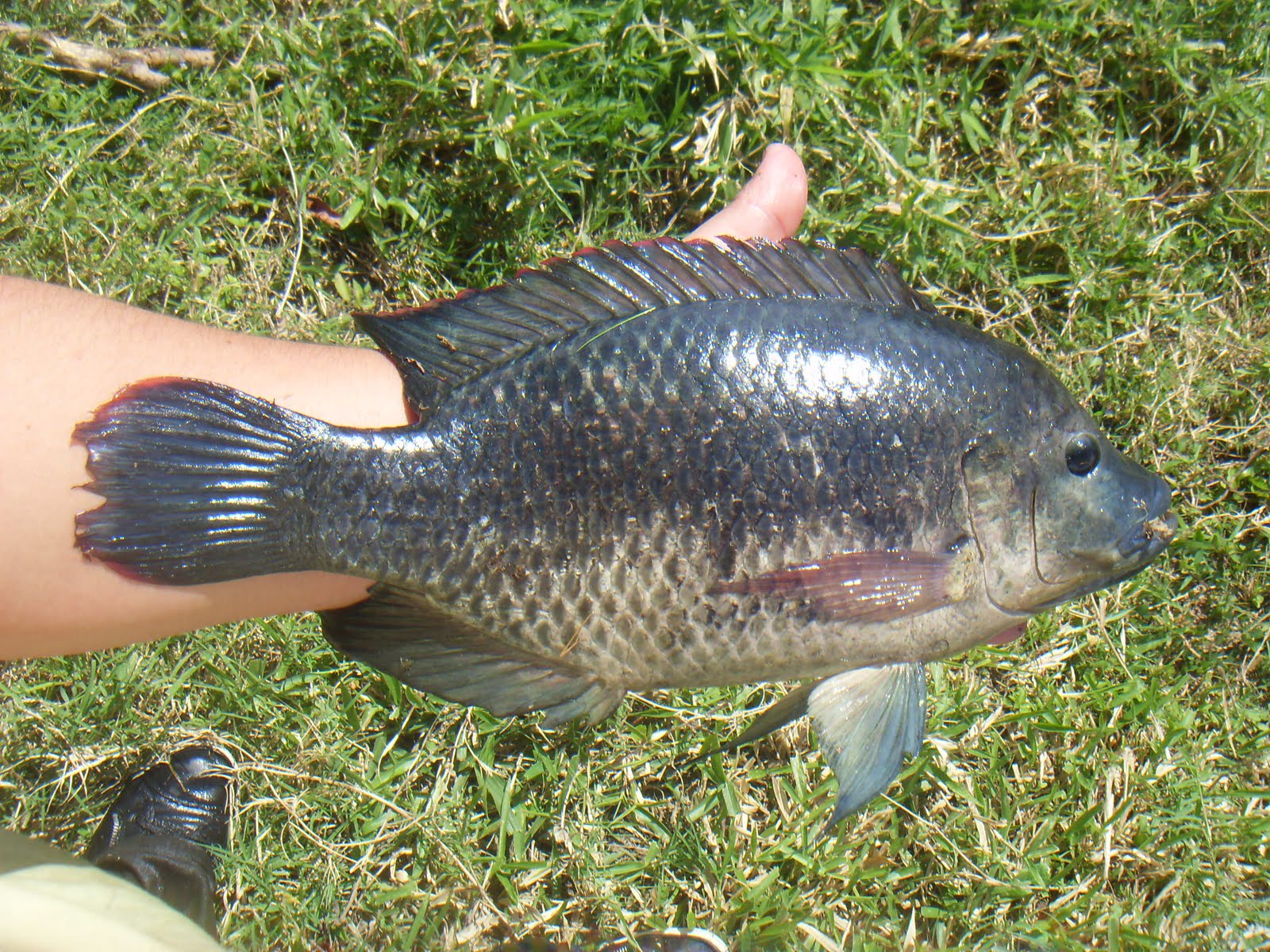 Beneficios de la mojarra tilapia