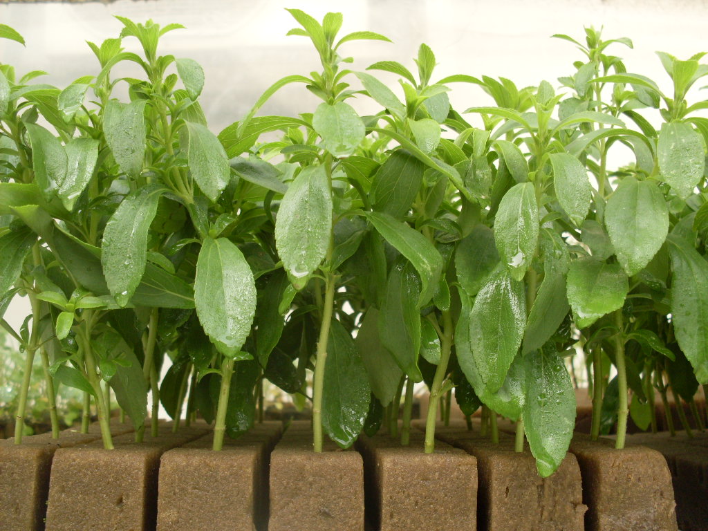 Cultivo de Stevia