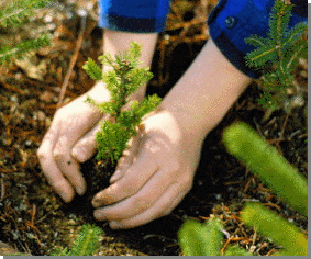 Repoblación forestal