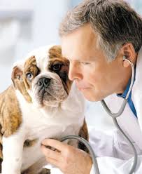 Día del médico veterinario