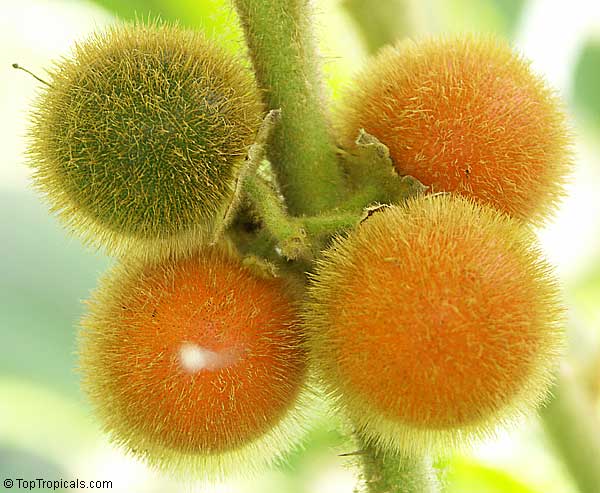 Cultivo de Lulo, una fruta exótica