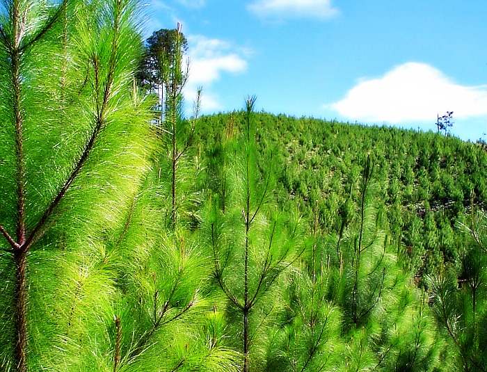 Manejo forestal, un trabajo artesanal