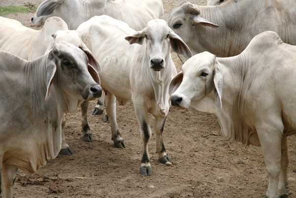 Estomatitis visicular en ganado bovino