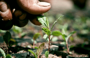 PRONAFOR: Programa Nacional Forestal