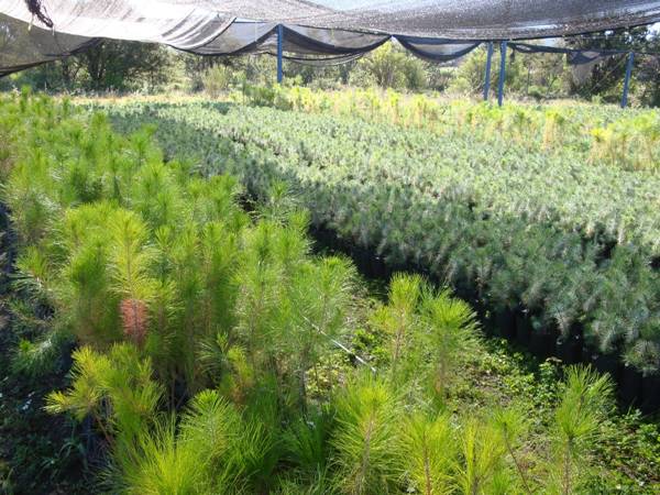 Plantaciones forestales comerciales