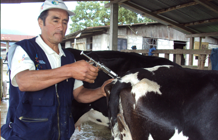 Vacunación en ganado bovino