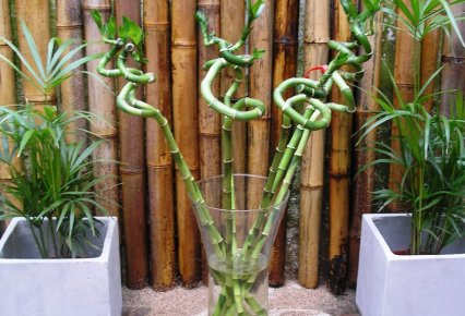 Cultivo de bambú