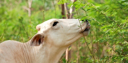 Manejo de ganado lechero en sistema silvopastoril
