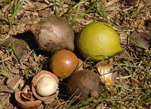 Macadamia sistema silvopastoril