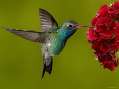 Leyenda maya, cuento del colibrí