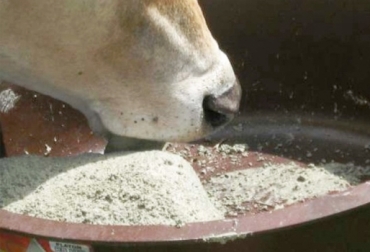 Importancia de los minerales en la dieta del ganado bovino.