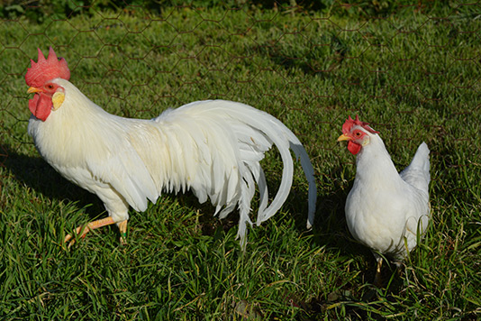 La Gallina Leghorn ventajas y desventajas