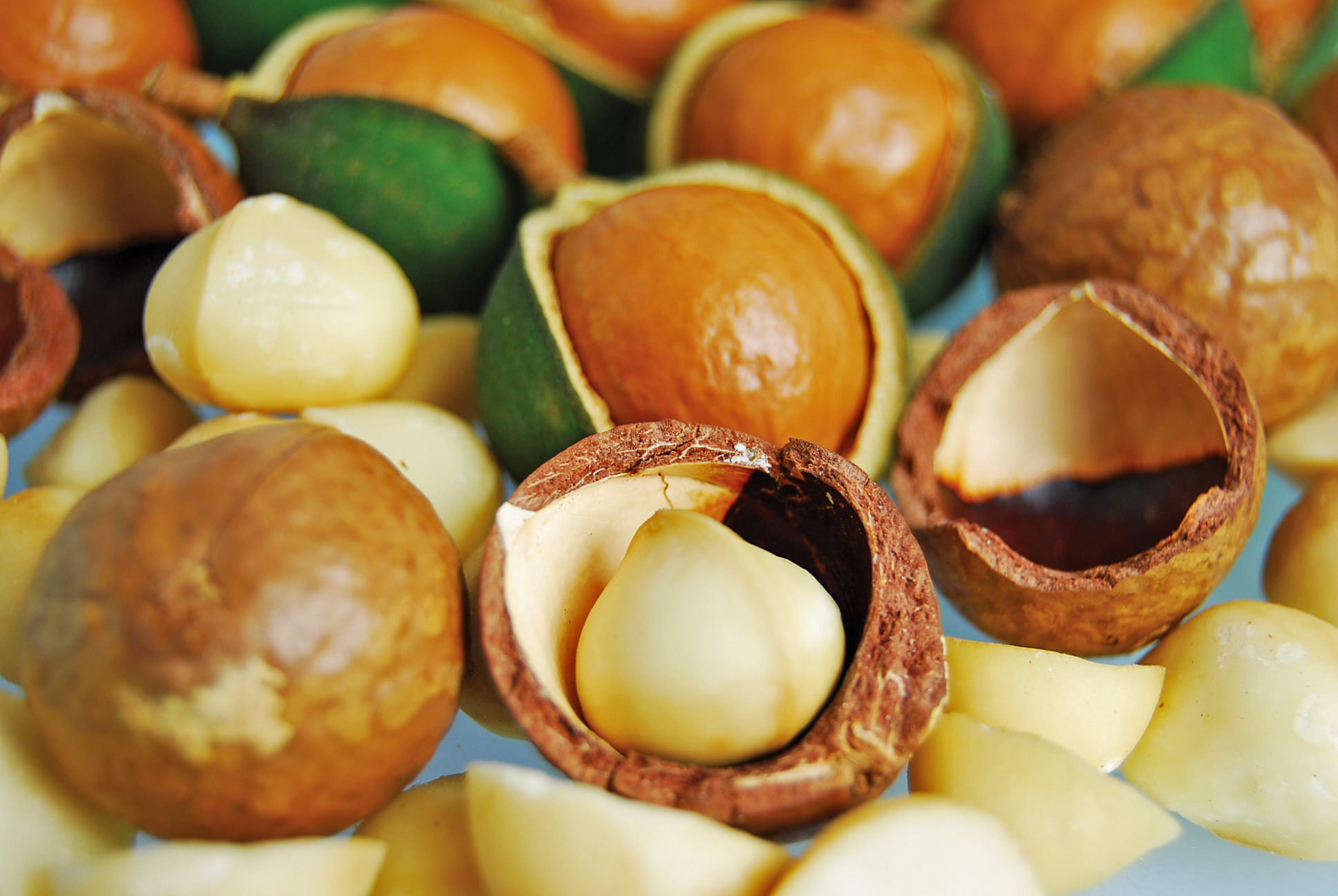 Macadamia como biocombustible