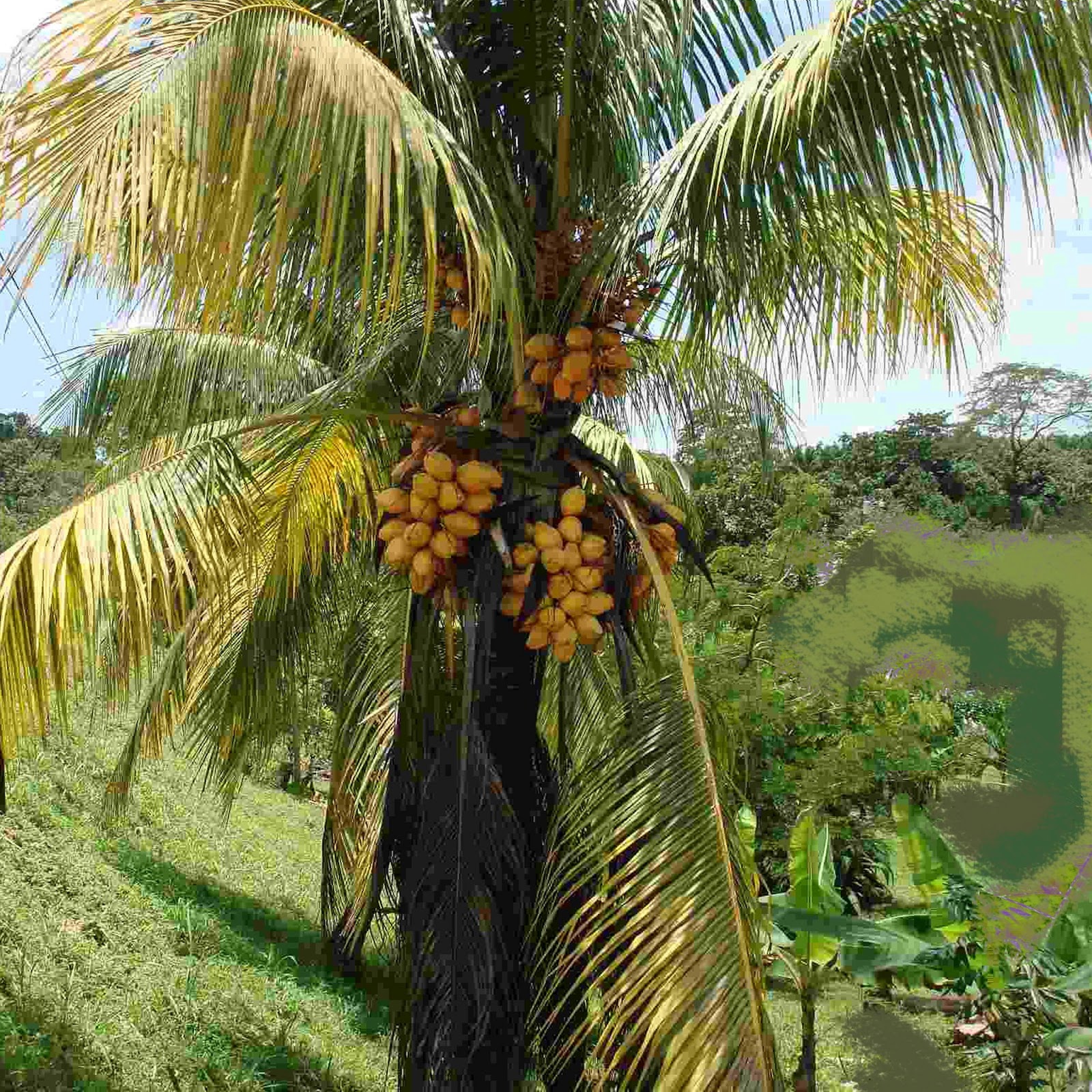 Palma de coco amarillo