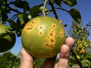 Plagas y enfermedades en el cultivo de limón persa