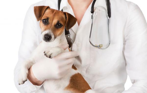 La importancia de la medicina Veterinaria