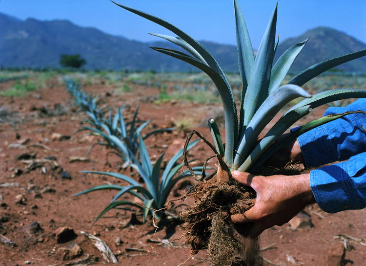 Agave como recurso Forestal no maderable