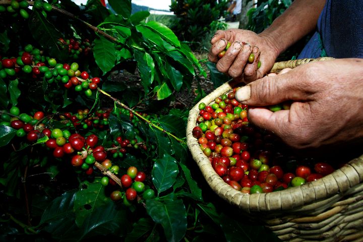 Manejo de cafetal