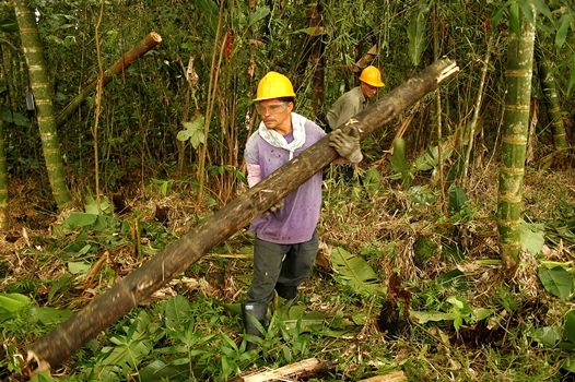 Manejo y aprovechamiento forestal