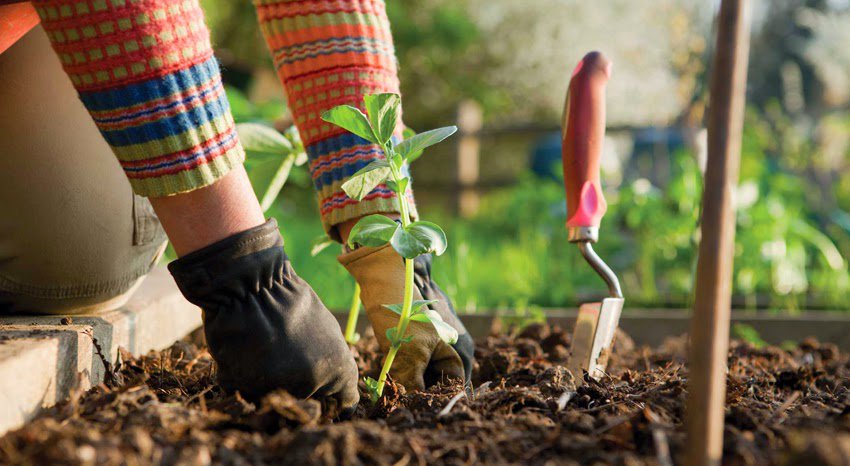 Macronutrientes, micronutrientes y fertilizantes caseros