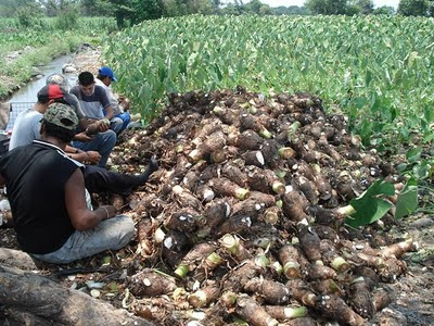 Producción de malanga