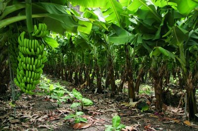 Producción de plátano en San Rafael, Veracruz