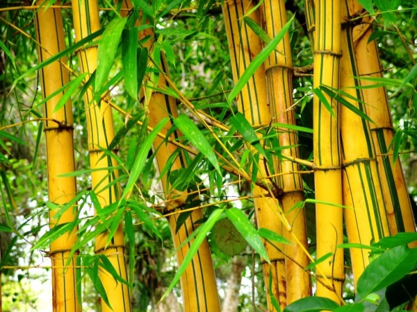 Potencial del bambú en México