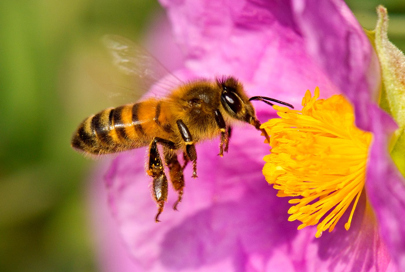 Las abejas, responsables de todo lo que comes