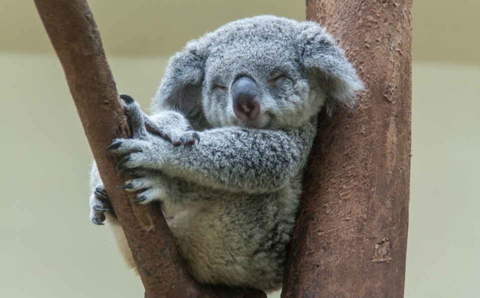 Los Koalas están “funcionalmente extintos” en Australia
