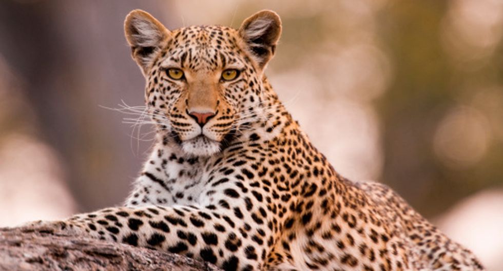 Encuentran al Leopardo más extraño en Sudáfrica, conocido como Leopardo de Fresa