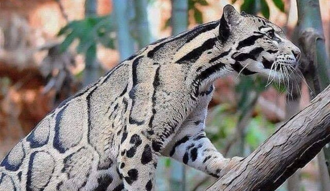 Encuentran Leopardo Nublado tras haber sido considerado extinto por más de 30 años