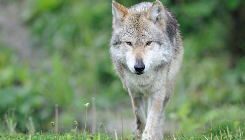 Salvan a Lobo Mexicano de la extinción