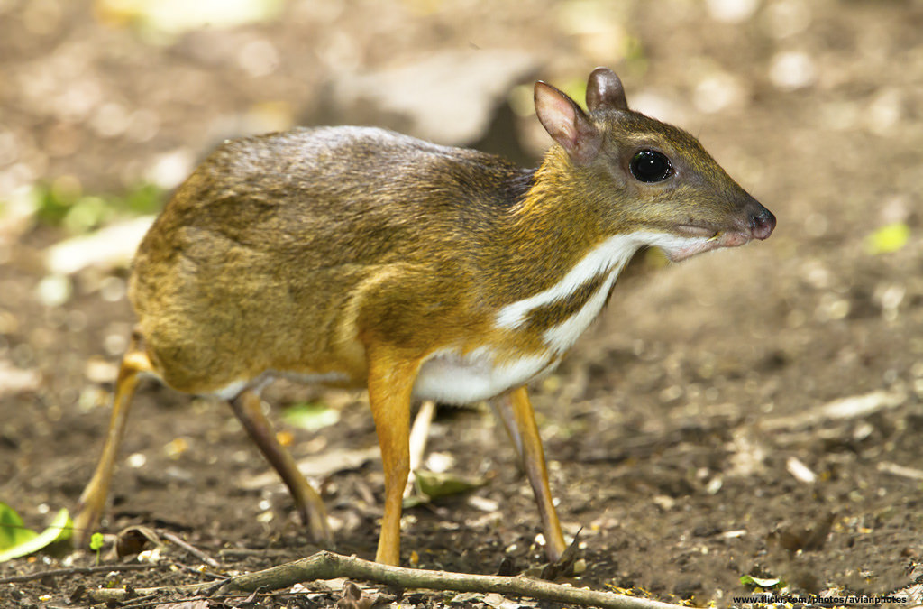 Descubren al ciervo ratón, animal que se creía extinto desde hace 30 años | VIDEO