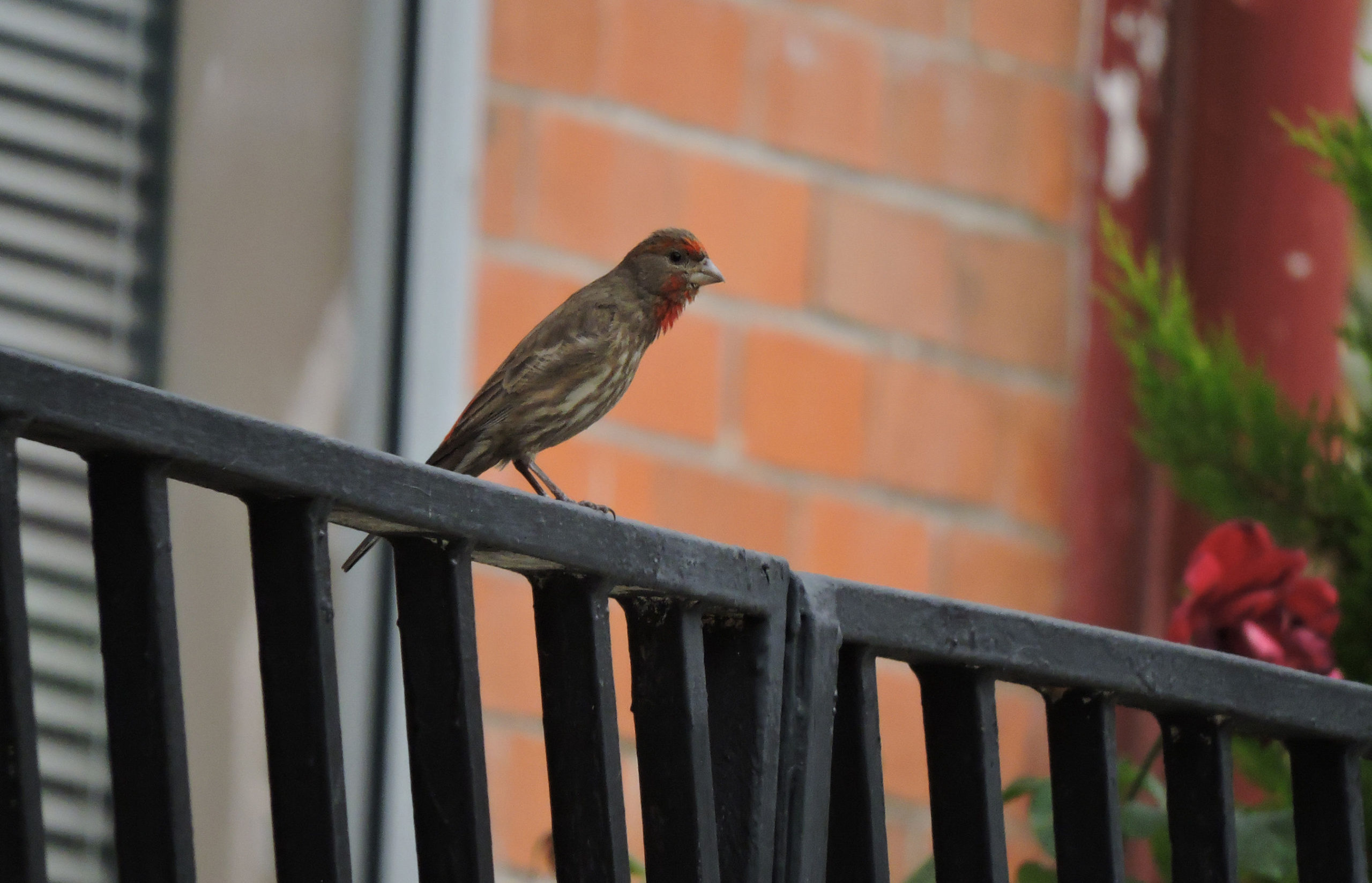 ¿Ya escuchaste el canto de las aves en estos días de confinamiento?