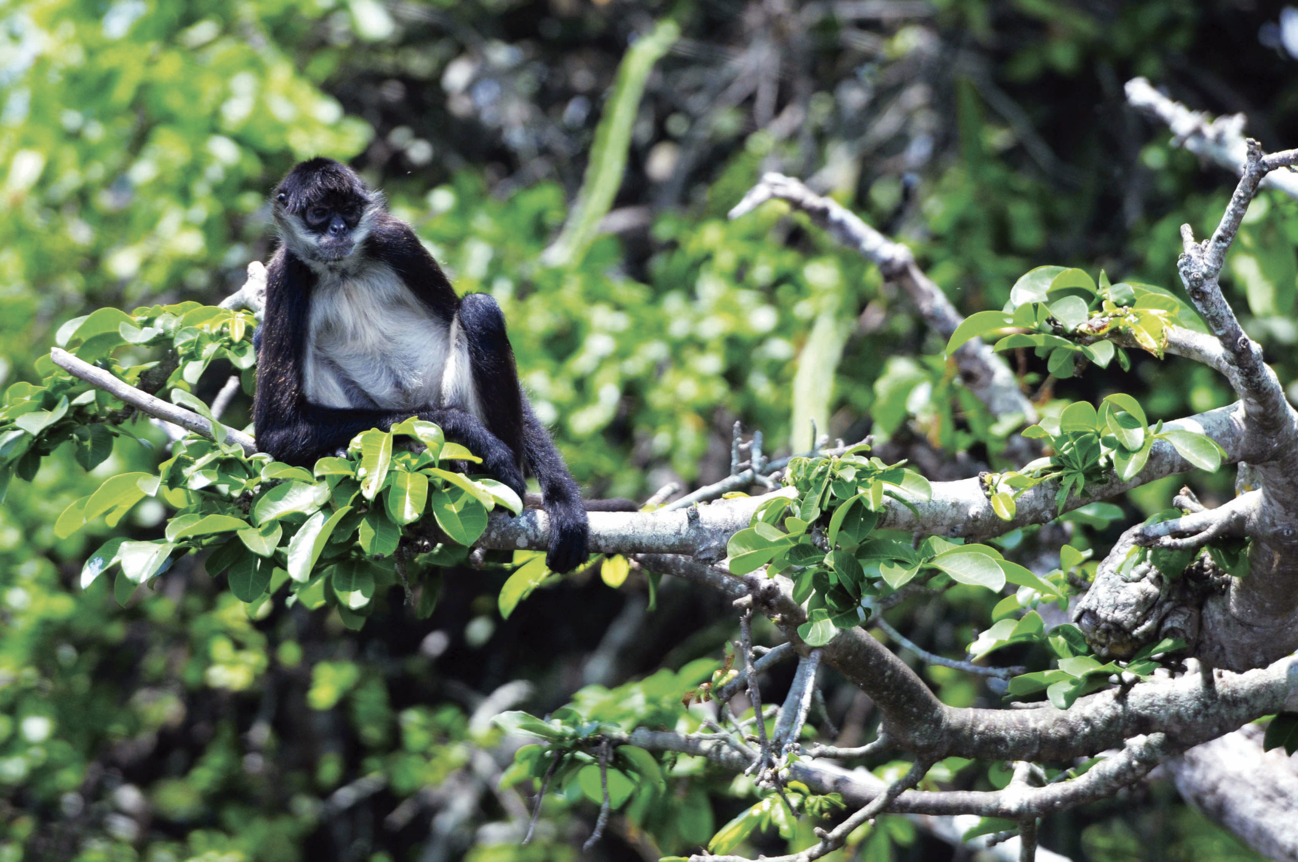 La selva de Los Tuxtlas sólo conserva el 10% de su  territorio original