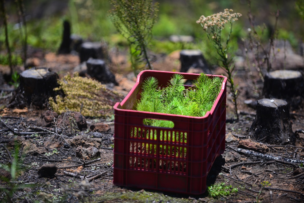 Desde las cenizas resurge el bosque con Sendas de brinzales.