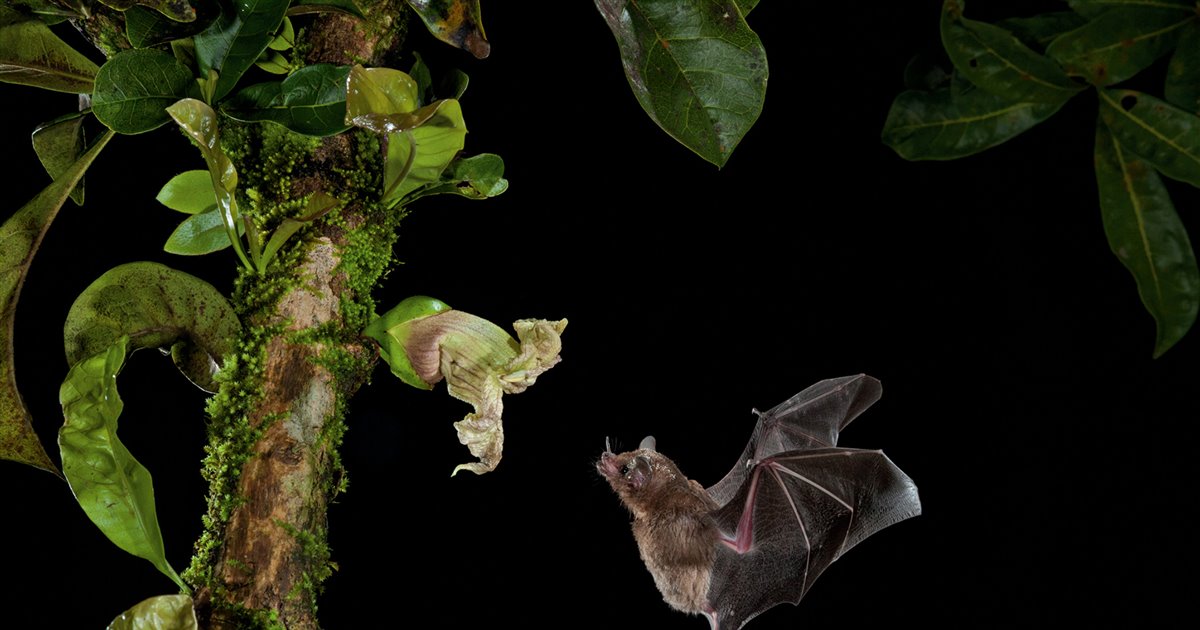Los murciélagos: pieza clave para el ecosistema.