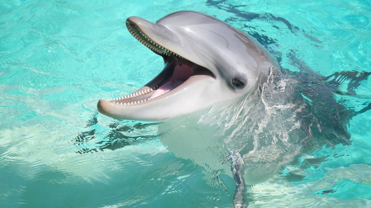 Crean delfines robots que reemplazarían a animales de los parques acuáticos